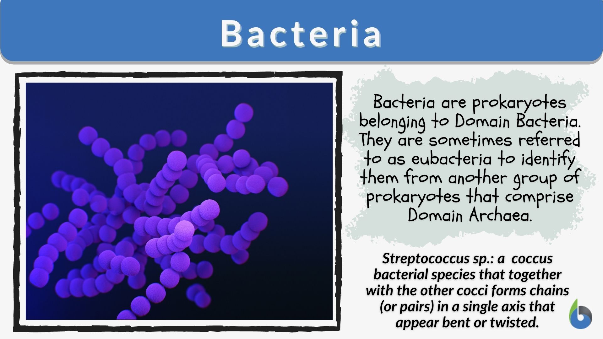examples of bacteria kingdom