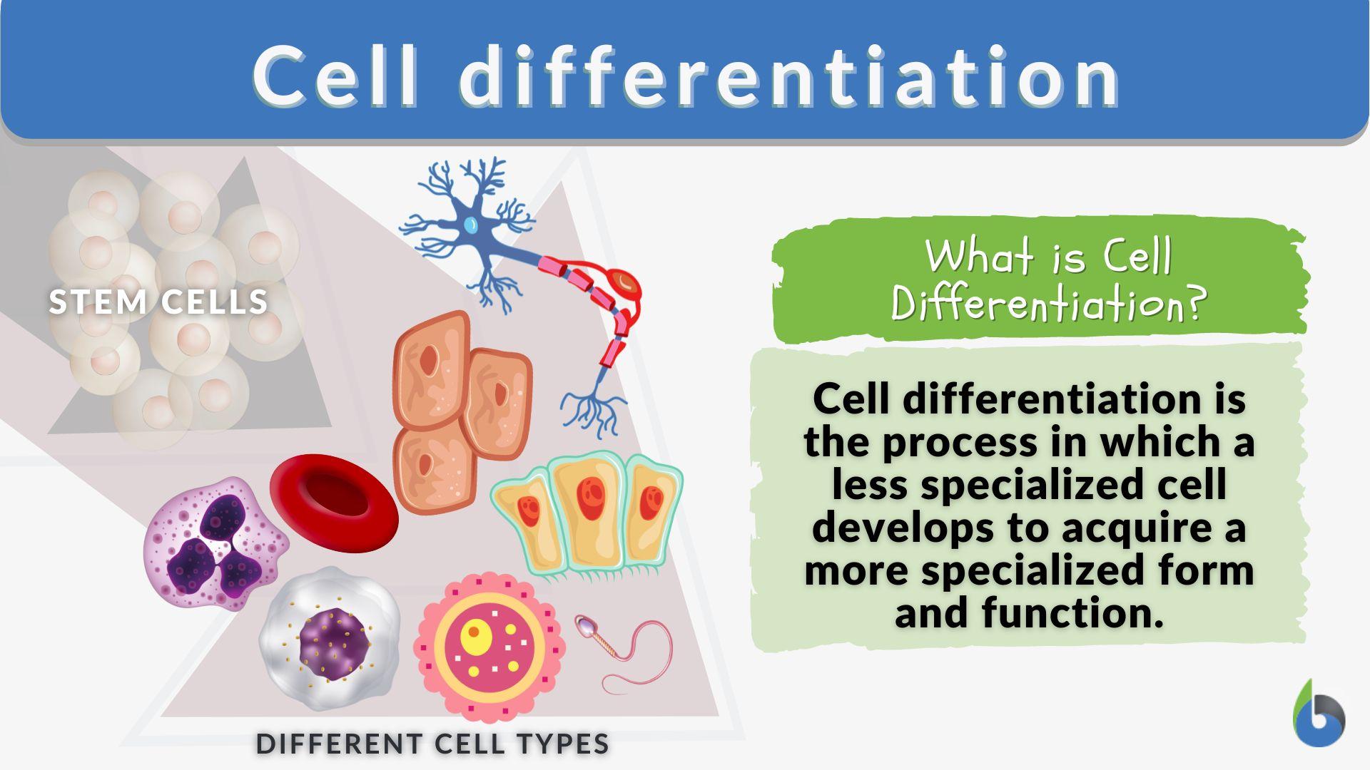 Cell Differentiation  