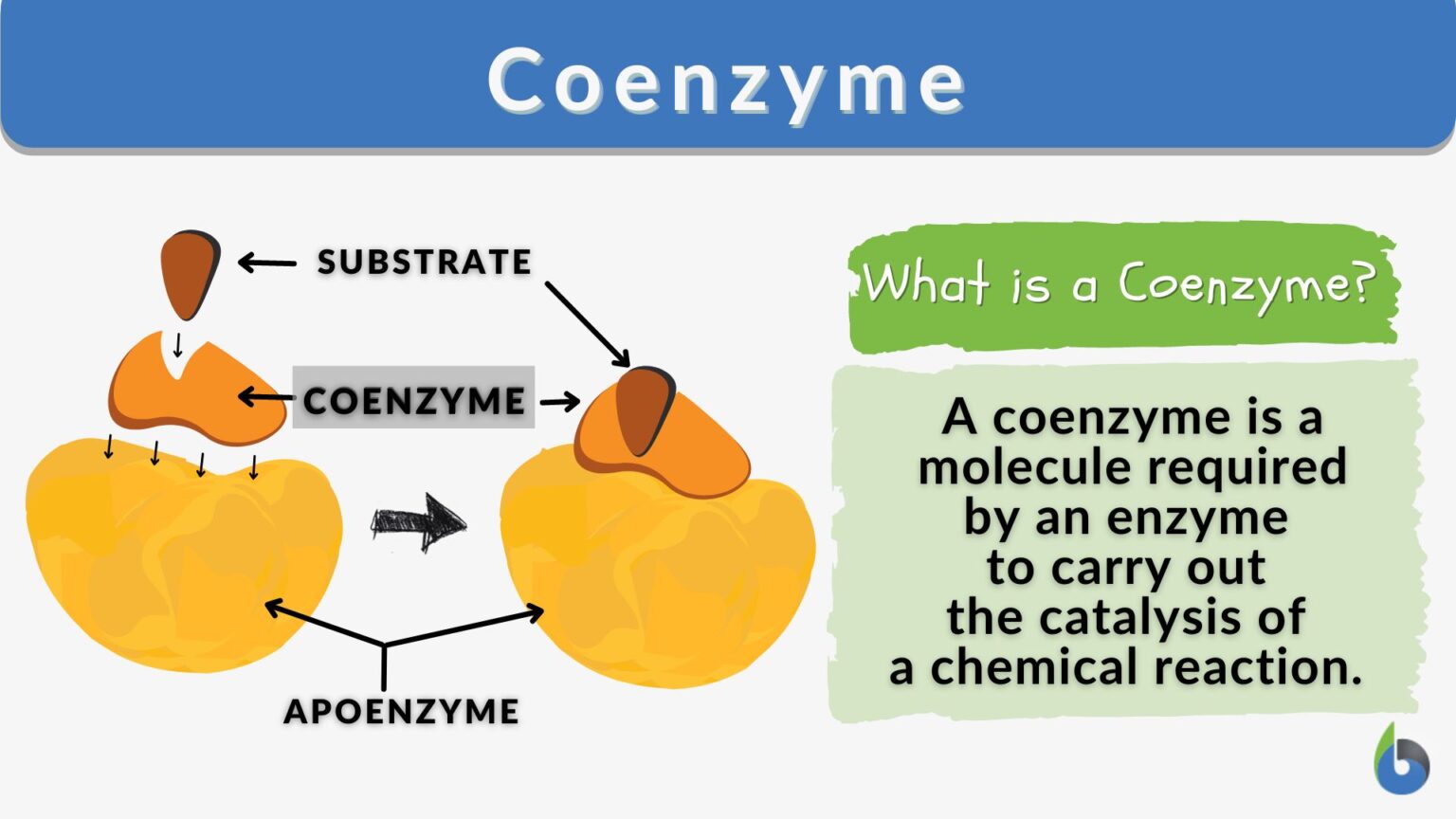 Coenzyme Definition And Examples Biology Online Dictionary 4433
