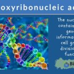 Base-pairing rule - Definition and Examples - Biology Online Dictionary