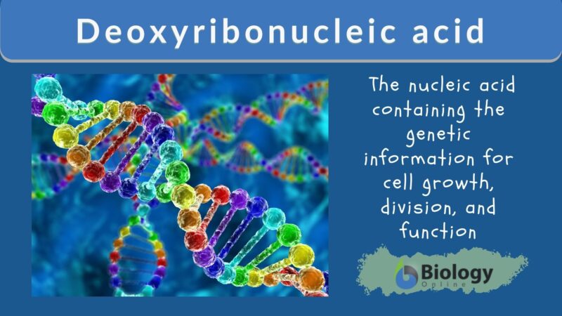 Deoxyribonucleic Acid (DNA) - Definition And Examples - Biology Online ...