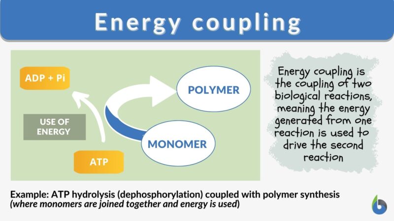 coupling hypothesis definition biology