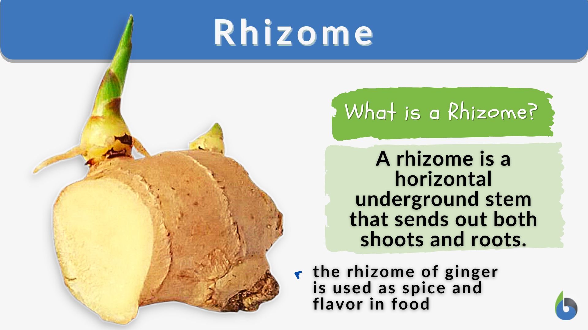 rhizome plants examples