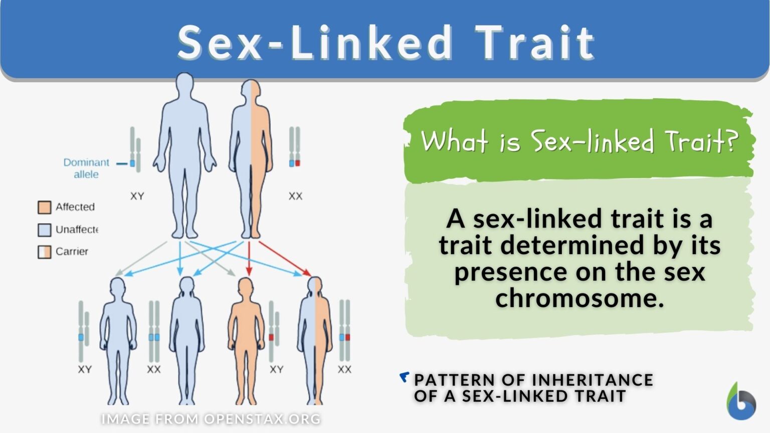 Sex Linked Trait Definition And Examples Biology Online Dictionary 7357