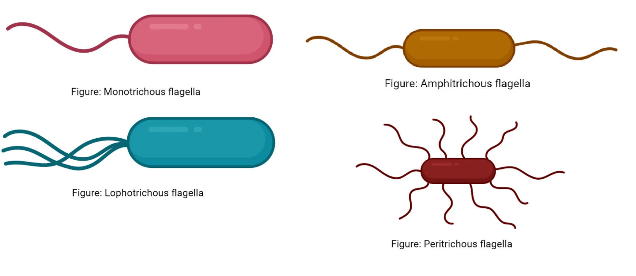 Bacteria - Definition and Examples - Biology Online Dictionary