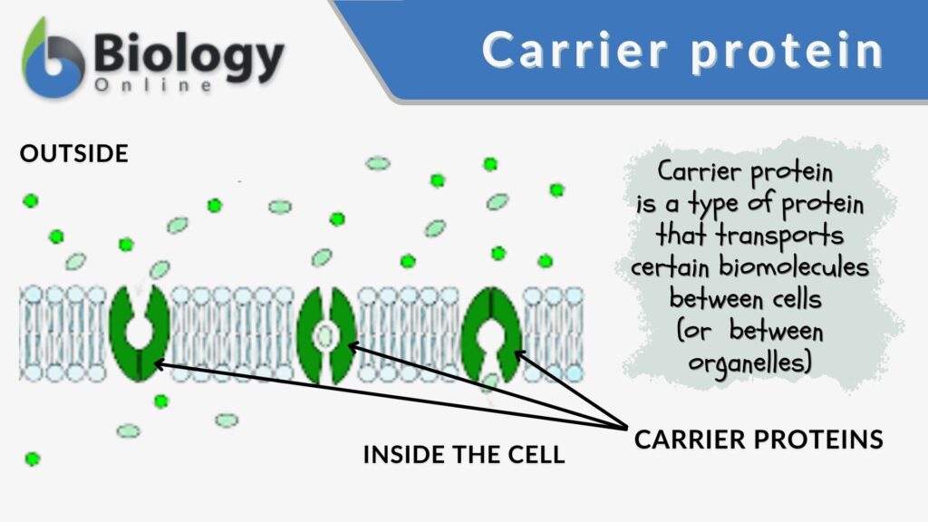 What Is The Definition Of Carrier In Biology