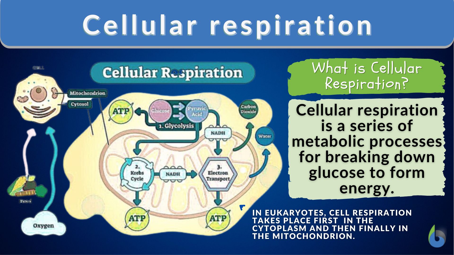 Cellular Respiration  