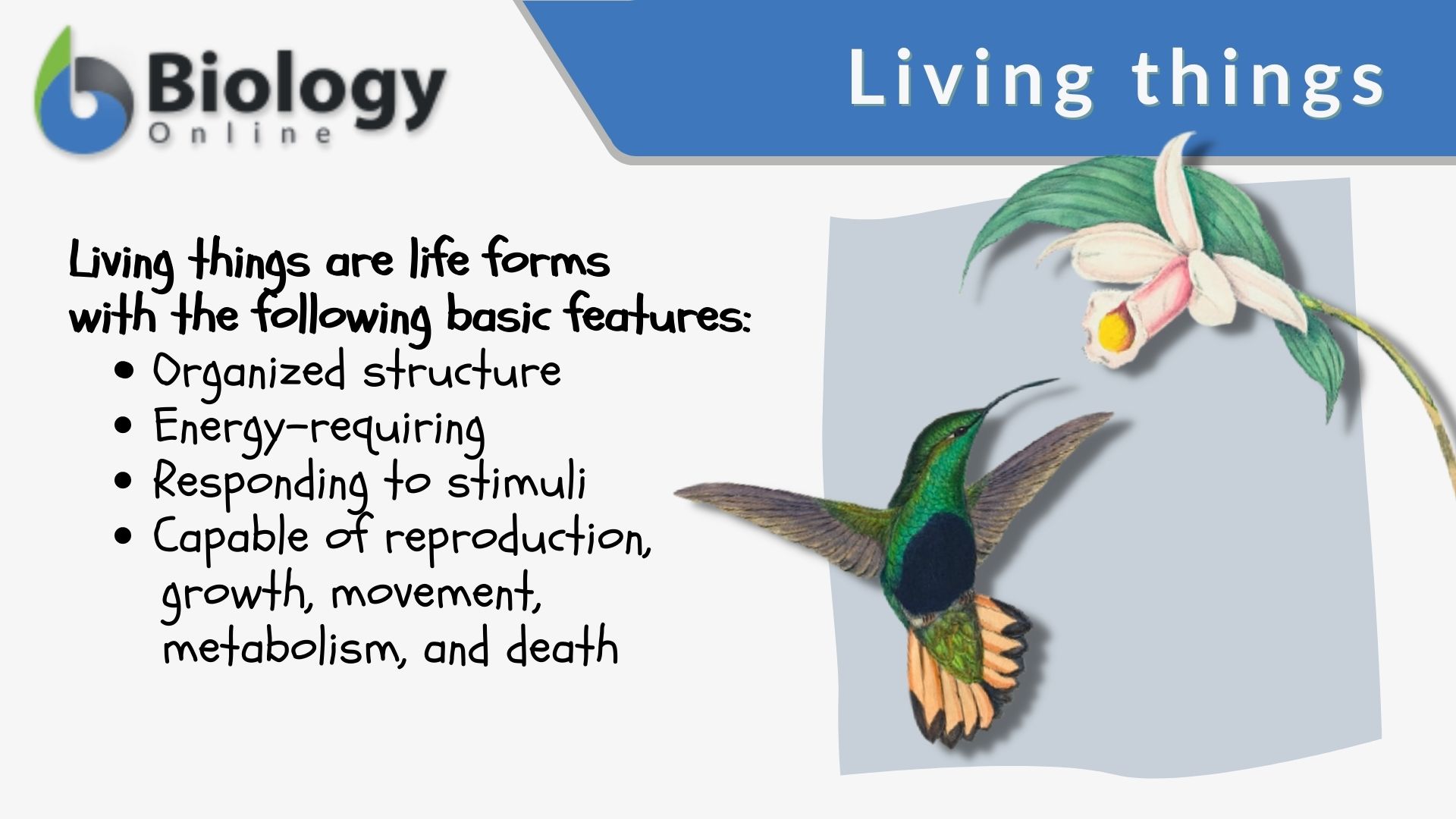Living Things Definition And Examples Biology Online Dictionary