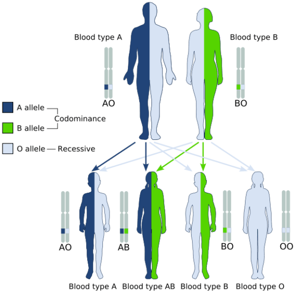 ppt-gene-interactions-powerpoint-presentation-free-download-id-3095832