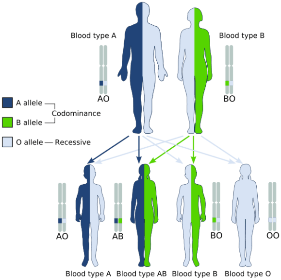 Multiple Alleles Definition And Examples Biology Online Dictionary