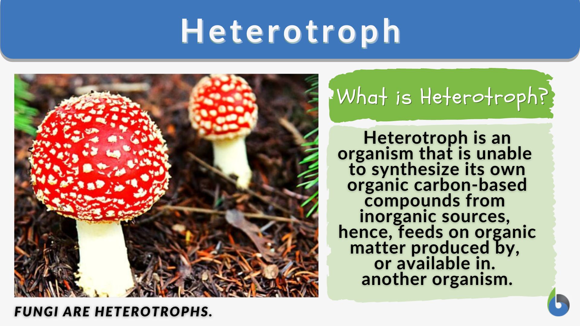 Heterotroph - Definition and Examples - Biology Online Dictionary