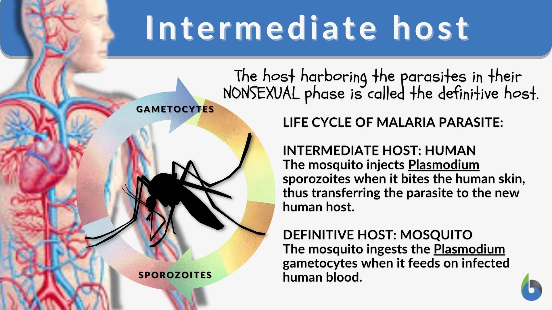 Intermediate Host Definition And Examples Biology Online Dictionary