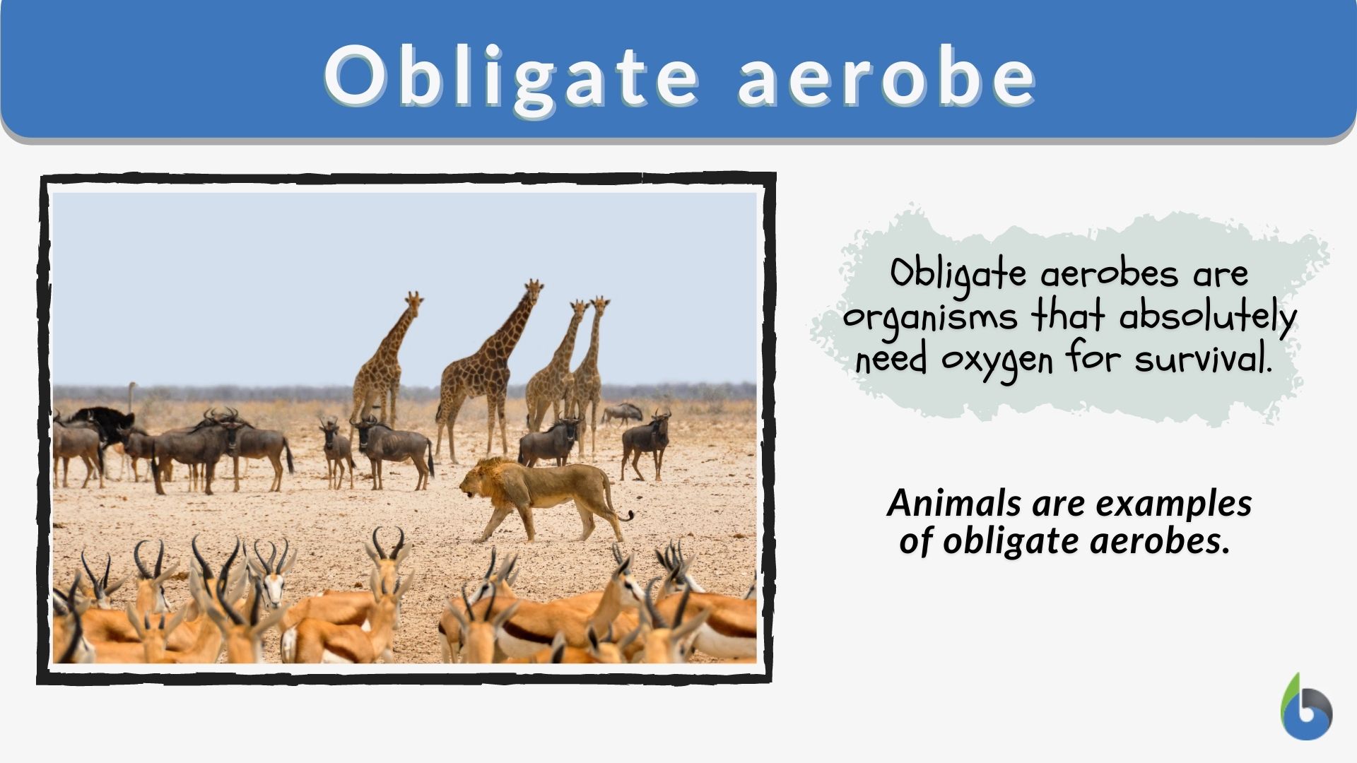 Obligate aerobe - Definition and Examples - Biology Online Dictionary