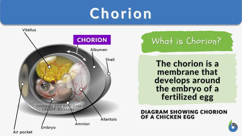 chorion-definition-and-examples-biology-online-dictionary