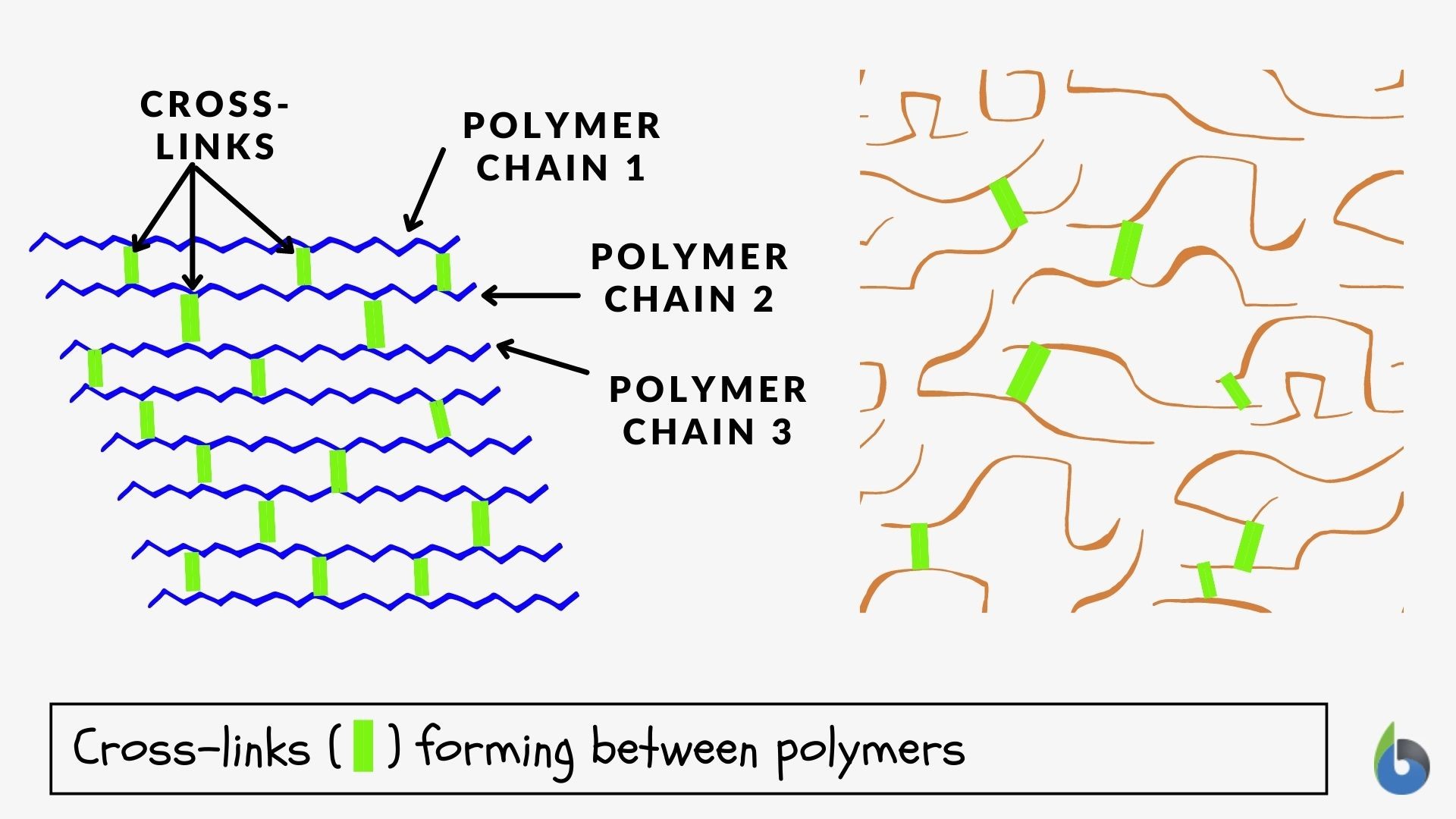 Cross-linking - Definition And Examples - Biology Online Dictionary