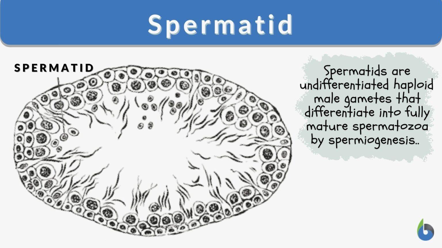 Spermatid - Definition and Examples - Biology Online Dictionary