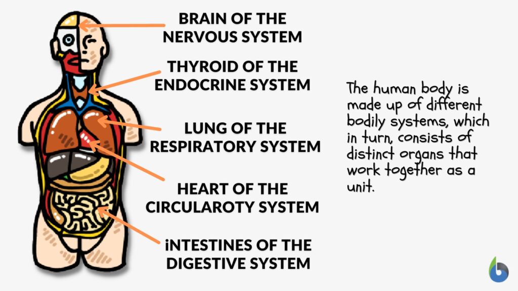 Biological system - Definition and Examples - Biology Online Dictionary