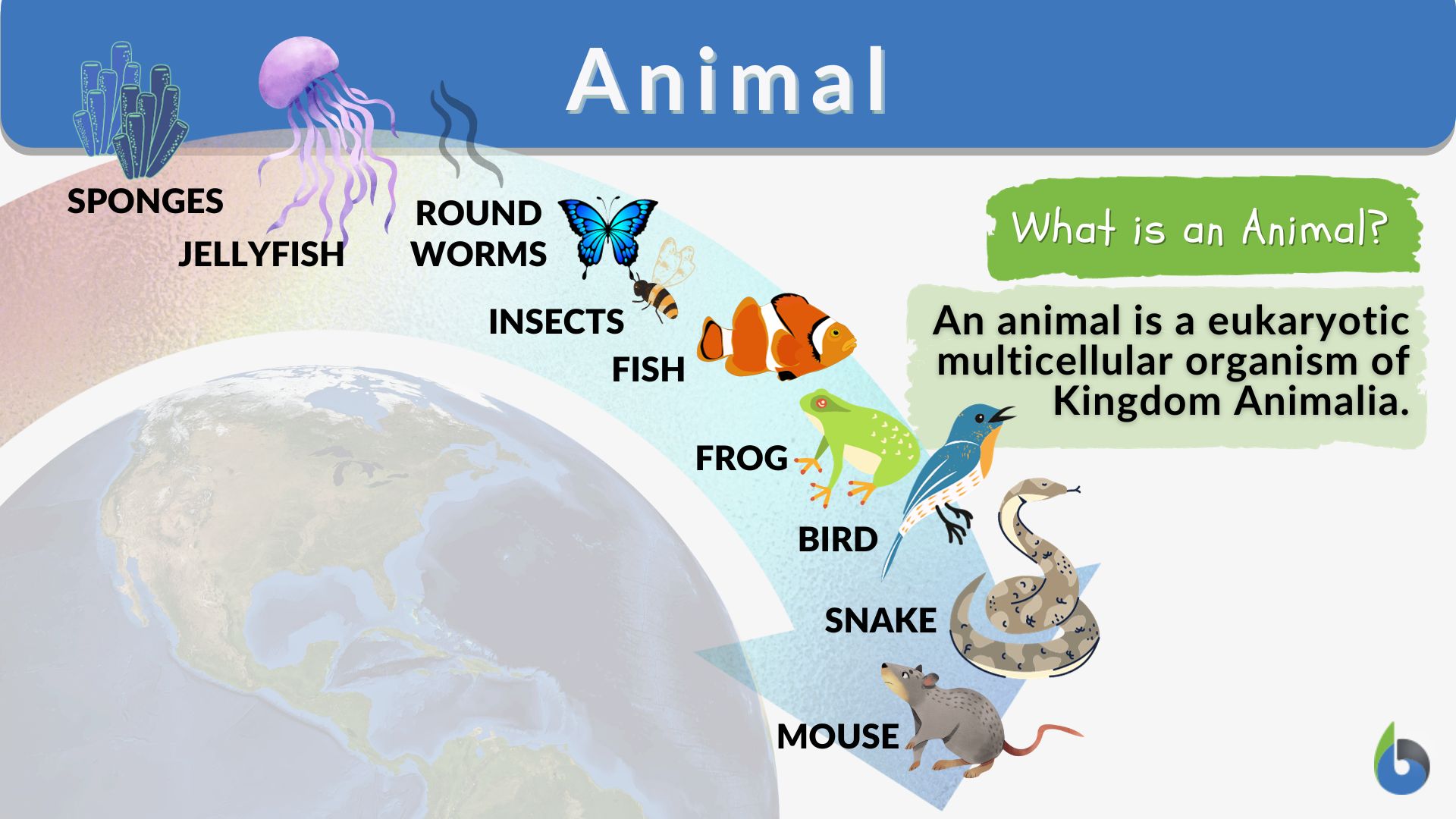 evolution of animals chart