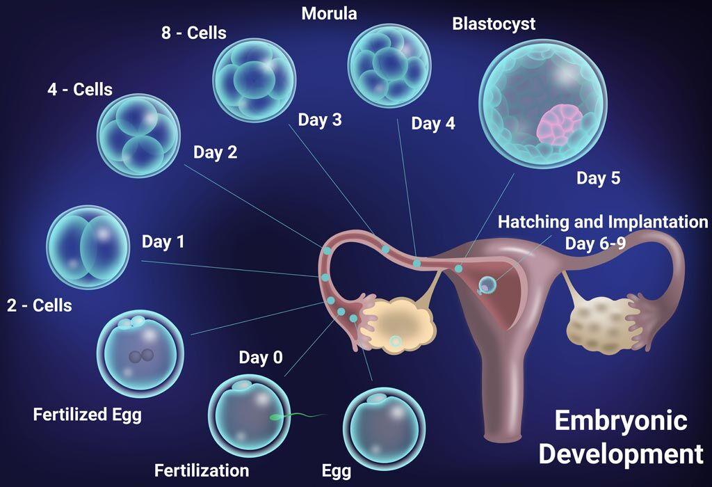 Blastula Definition And Examples Biology Online Dictionary