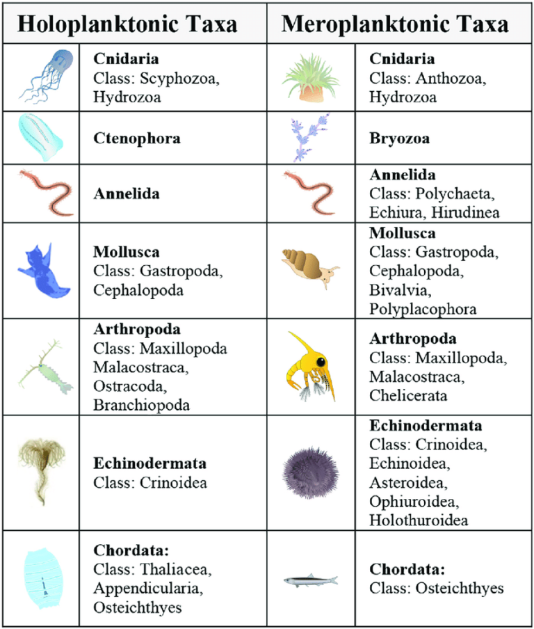 Plankton - Definition and Examples - Biology Online Dictionary