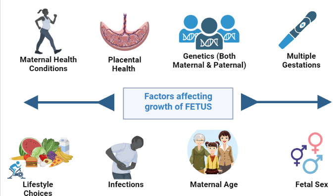 Factors that cause variations in the growth of the fetus