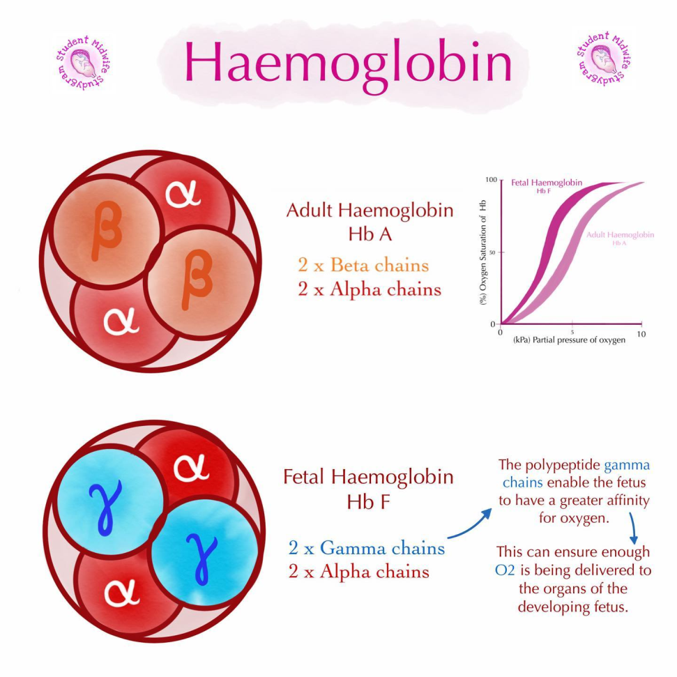 Fetal versus adult hemoglobin