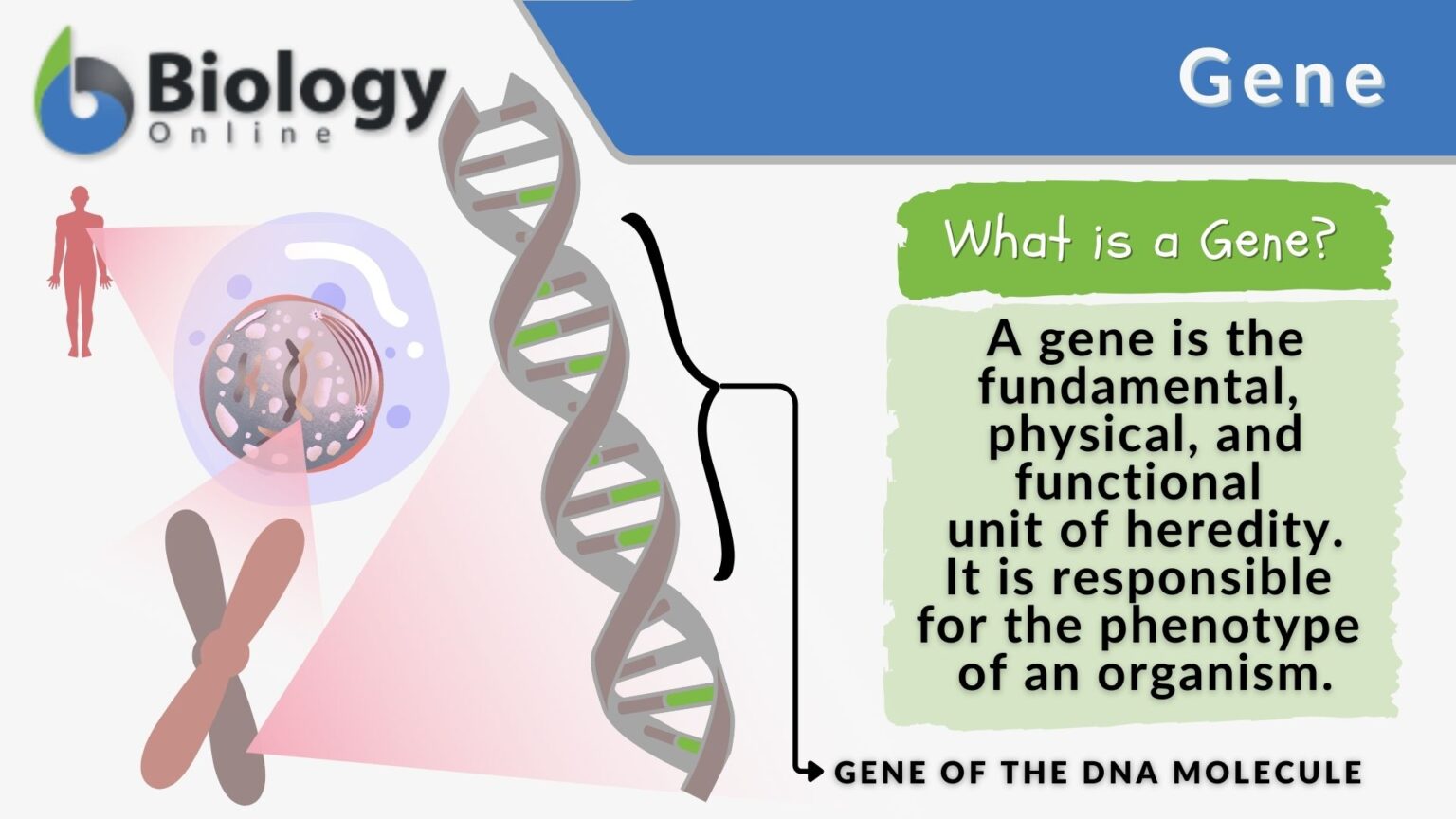 Gene - Definition and Examples - Biology Online Dictionary