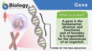 Gene definition