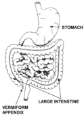 Vestigial - Definition and Examples - Biology Online Dictionary