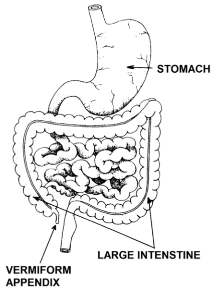 Vestigial - Definition and Examples - Biology Online Dictionary