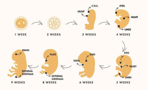 animal fetus development