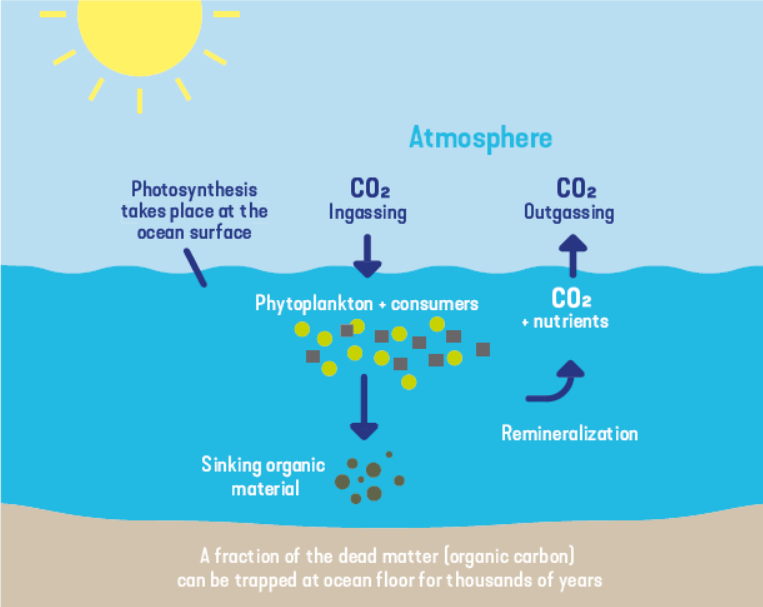 Фотосинтез планктона. Фитопланктон. Фитопланктон кислород. Carbon Cycle in Ocean.