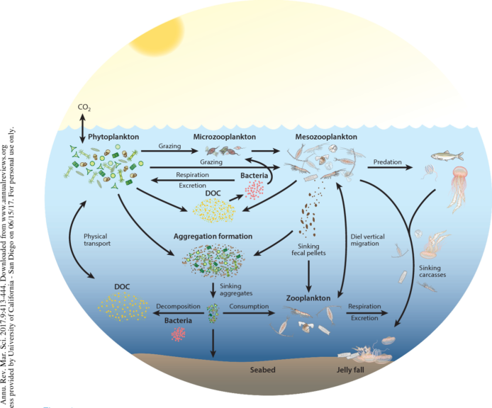 Plankton - Definition and Examples - Biology Online Dictionary