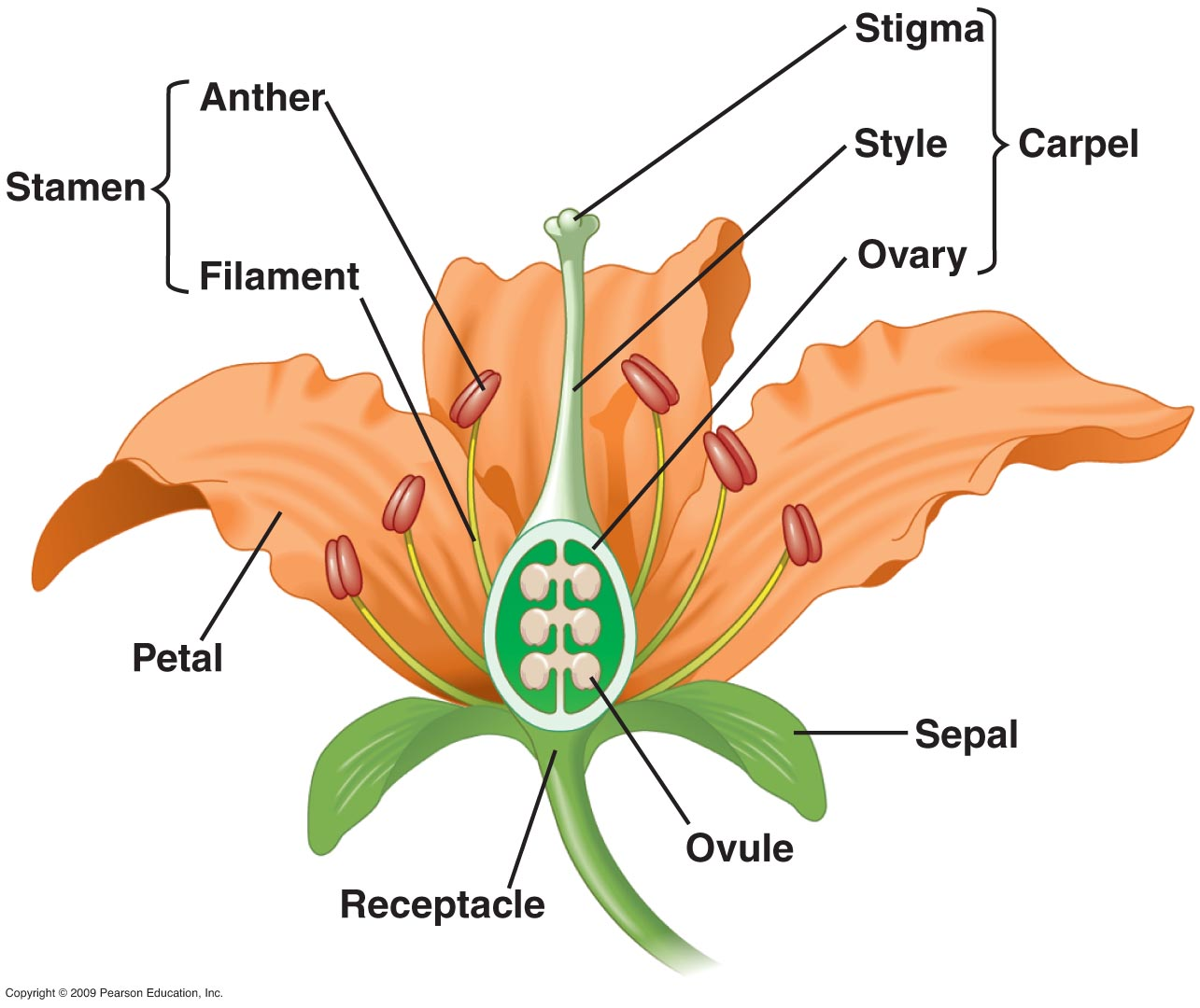 Reproductive System Definition And Examples Biology Online Dictionary