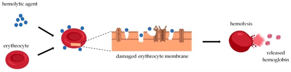 Hemolysis - Definition and Examples - Biology Online Dictionary