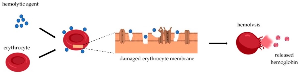 Hemolysis - Definition and Examples - Biology Online Dictionary