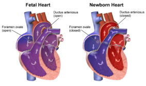 Fetus Definition And Examples - Biology Online Dictionary