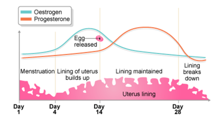 Infradian rhythm - Definition and Examples - Biology Online Dictionary