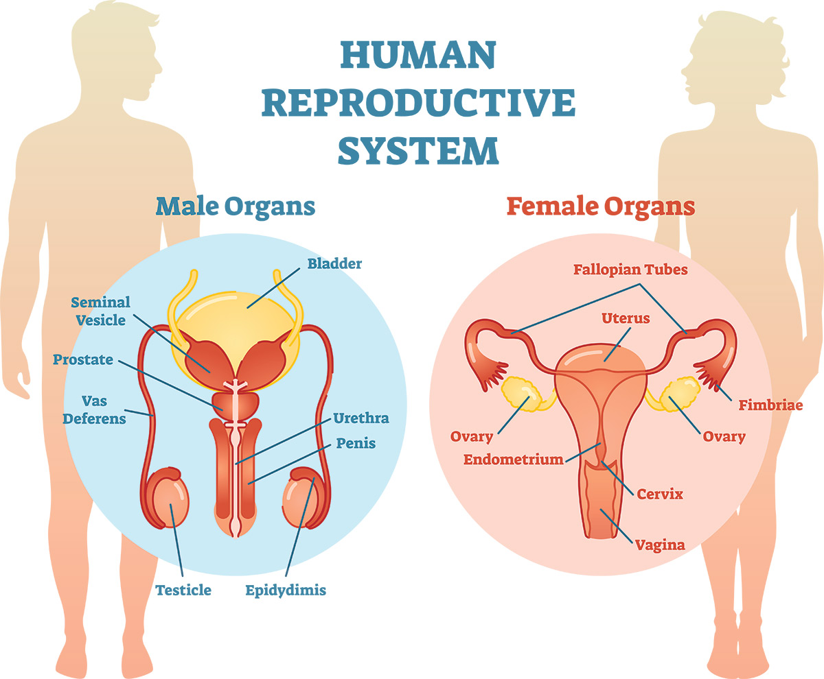 Reproductive System Definition And Examples Biology Online Dictionary 8968