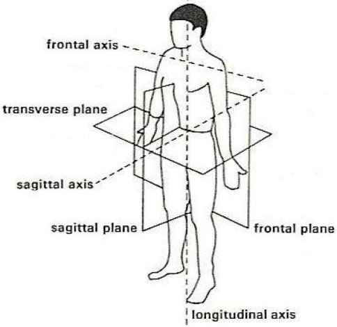 sagittal plane movements