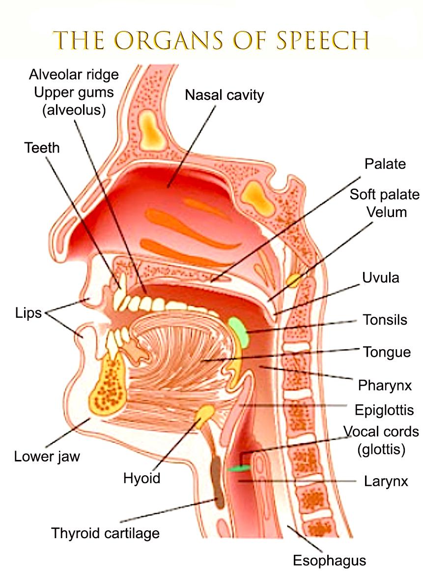 larynx definition