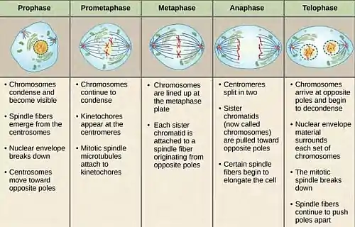 Telophase Definition And Examples Biology Online Dictionary