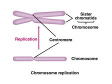 Sister chromatids - Definition and Examples - Biology Online Dictionary