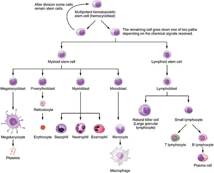 Leukocyte - Definition and Examples - Biology Online Dictionary