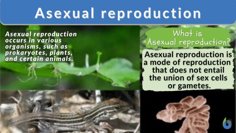 asexual-vs-sexual-reproduction-16-differences-examples