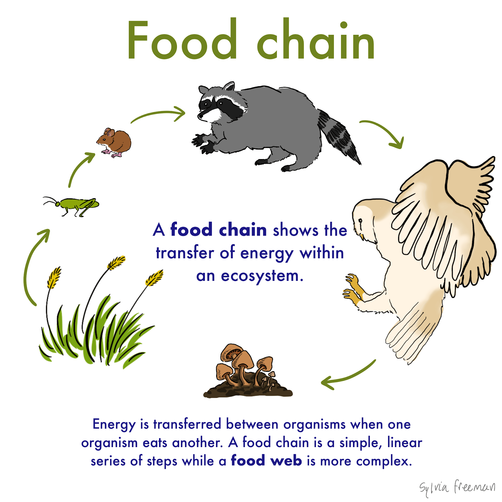 Diagram Of A Food Chain 
