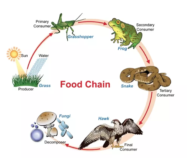 graphical representation of the food chain