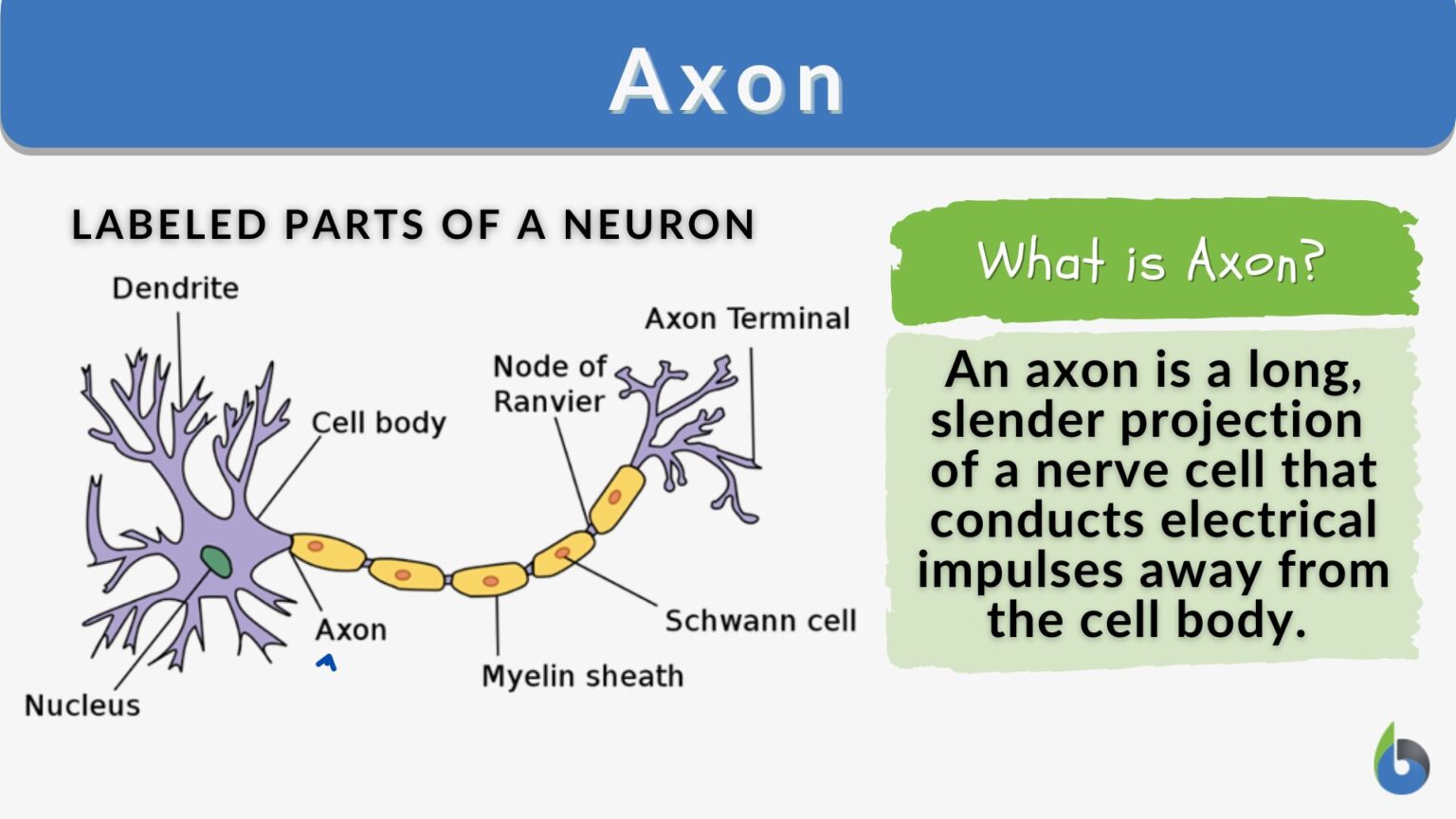 axon-definition-and-examples-biology-online-dictionary