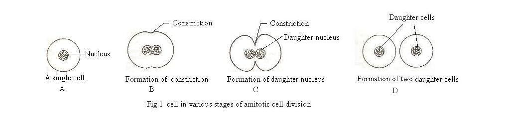 Cell Division - Definition And Examples - Biology Online Dictionary