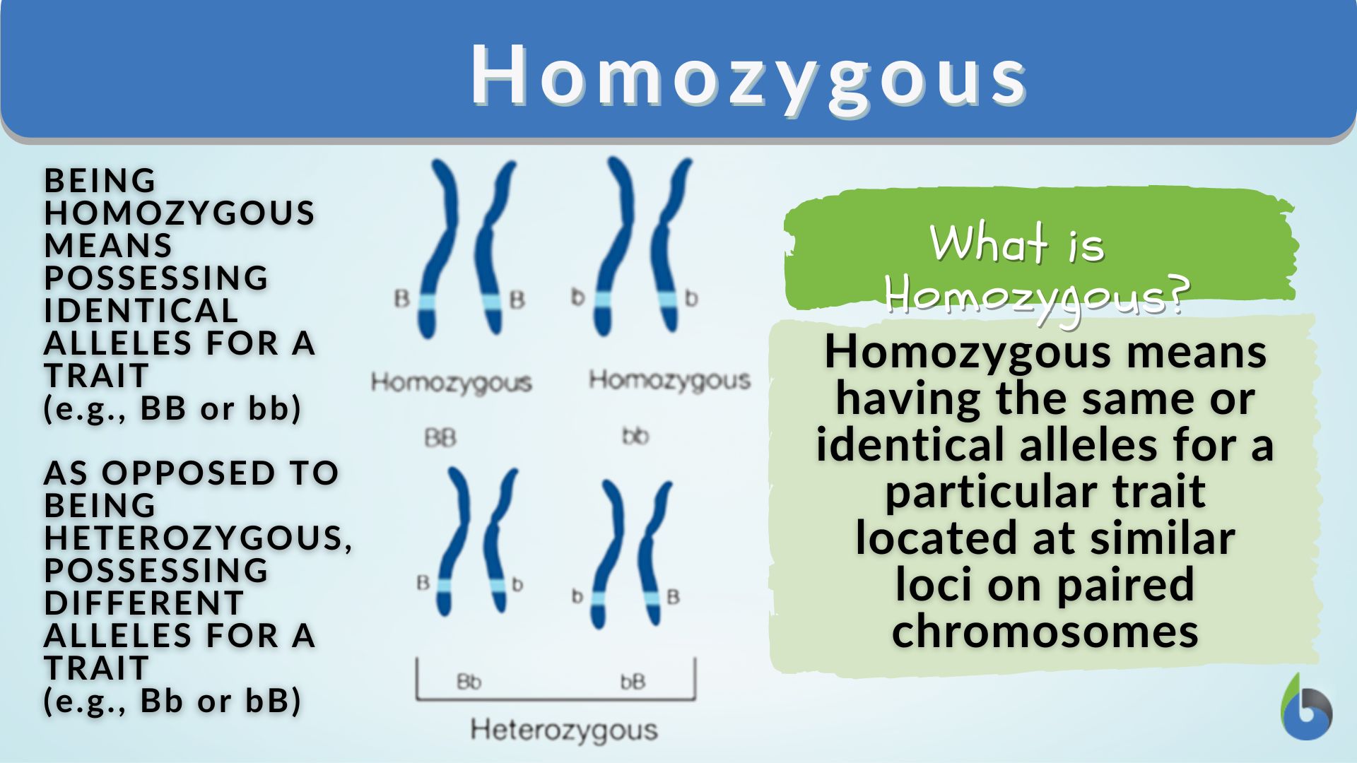 homozygous vs heterozygous